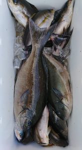 伊豆下田フィッシング 釣果