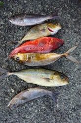 伊豆下田フィッシング 釣果