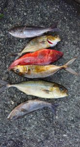 伊豆下田フィッシング 釣果