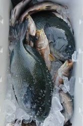 伊豆下田フィッシング 釣果