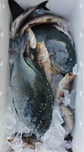 伊豆下田フィッシング 釣果