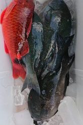 伊豆下田フィッシング 釣果