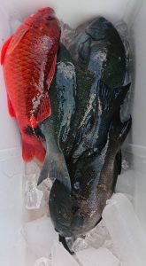 伊豆下田フィッシング 釣果