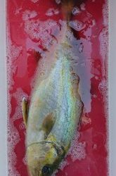 伊豆下田フィッシング 釣果