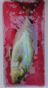 伊豆下田フィッシング 釣果