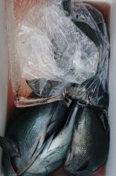 伊豆下田フィッシング 釣果