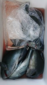 伊豆下田フィッシング 釣果