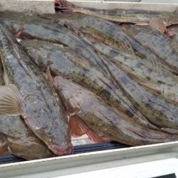 Magic（マジック） 釣果