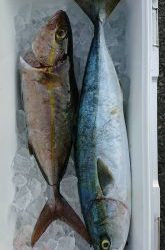 伊豆下田フィッシング 釣果