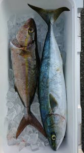 伊豆下田フィッシング 釣果