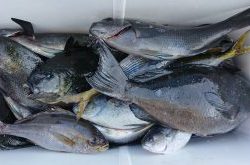 伊豆下田フィッシング 釣果