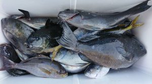 伊豆下田フィッシング 釣果