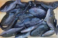 伊豆下田フィッシング 釣果