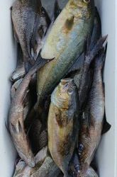 伊豆下田フィッシング 釣果