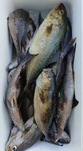 伊豆下田フィッシング 釣果