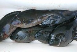 伊豆下田フィッシング 釣果