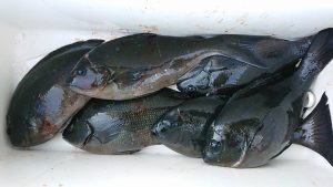 伊豆下田フィッシング 釣果