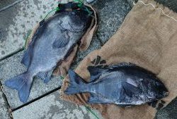 伊豆下田フィッシング 釣果