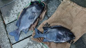 伊豆下田フィッシング 釣果