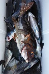 伊豆下田フィッシング 釣果