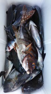 伊豆下田フィッシング 釣果