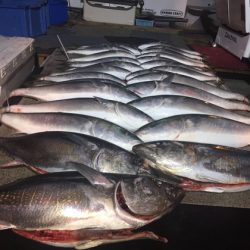 幸風（さちかぜ） 釣果