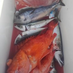 遊漁船 新鋭丸 釣果