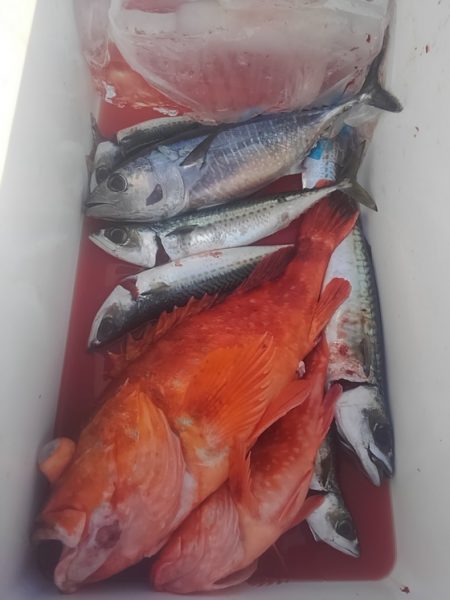 遊漁船 新鋭丸 釣果