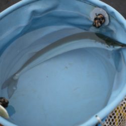 オリジナルメーカー海づり公園(市原市海づり施設) 釣果