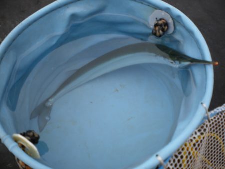 オリジナルメーカー海づり公園(市原市海づり施設) 釣果