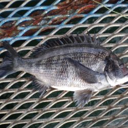 オリジナルメーカー海づり公園(市原市海づり施設) 釣果