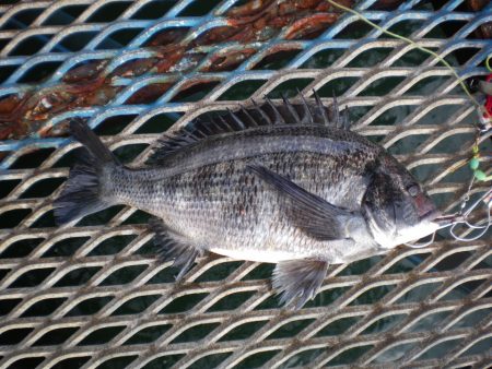 オリジナルメーカー海づり公園(市原市海づり施設) 釣果