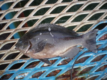 オリジナルメーカー海づり公園(市原市海づり施設) 釣果