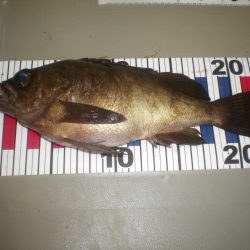 姫路市立遊魚センター 釣果