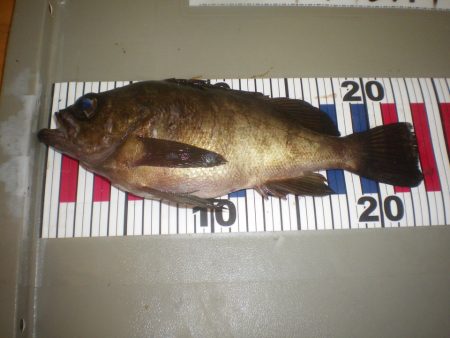 姫路市立遊魚センター 釣果