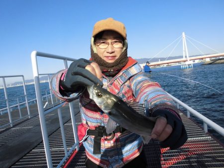 尼崎市立魚つり公園 釣果