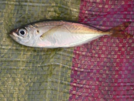 オリジナルメーカー海づり公園(市原市海づり…