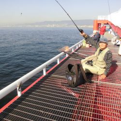尼崎市立魚つり公園 釣果