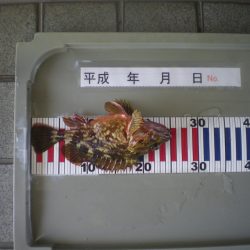 姫路市立遊魚センター 釣果