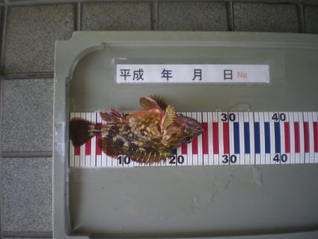 姫路市立遊魚センター 釣果