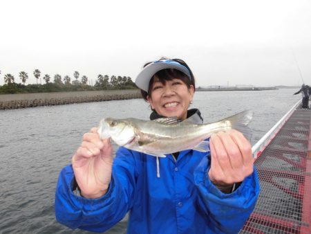 尼崎市立魚つり公園 釣果