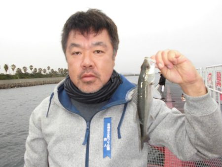 尼崎市立魚つり公園 釣果