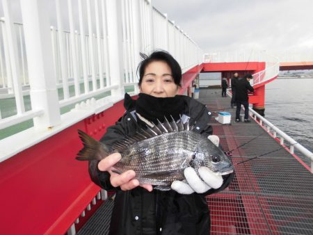 尼崎市立魚つり公園 釣果