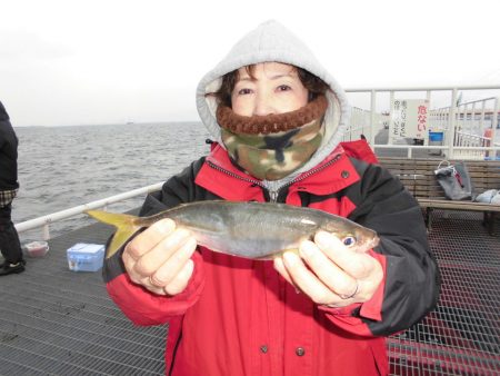 尼崎市立魚つり公園 釣果