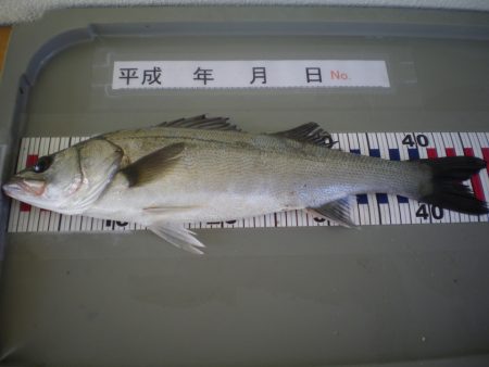 姫路市立遊魚センター 釣果