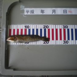 姫路市立遊魚センター 釣果