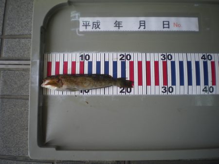 姫路市立遊魚センター 釣果