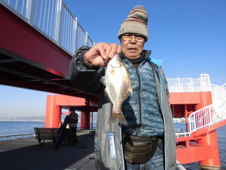 尼崎市立魚つり公園 釣果