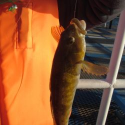 オリジナルメーカー海づり公園(市原市海づり施設) 釣果