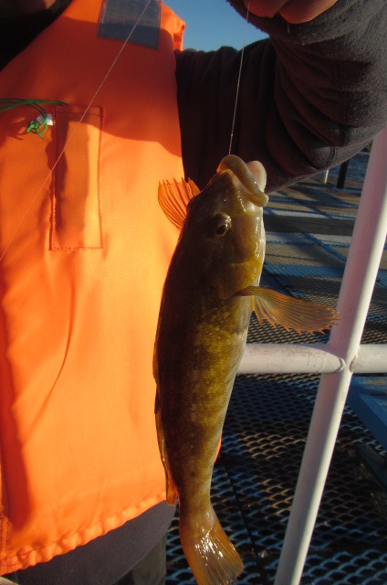 オリジナルメーカー海づり公園(市原市海づり施設) 釣果